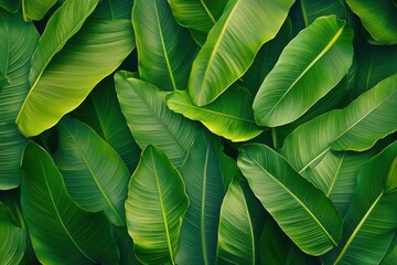 Fototapeta premium Lush green leaves pattern, perfect for nature themed designs, backgrounds, and botanical illustrations.