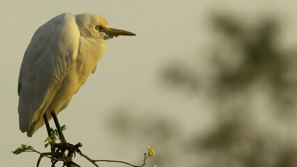 great white heron