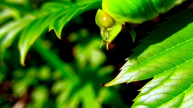 Macro shot of a green inchworm caterpillar crawling on vibrant green leaves in a dark forest setting
