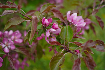 Bee collecting pollen on apple tree blossoming flower at spring. Apple tree bloom in may.