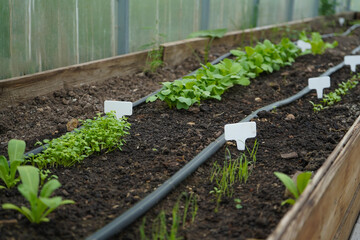 white empty sign next to the seedlings of plants on black soil side view
