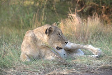 lion in the grass