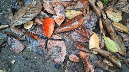 A thick layer of dry fallen leaves creates a natural ground cover and texture, with brown autumn...