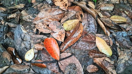 A detailed texture of dry, brown fallen leaves scattered across the ground, forming a natural carpet of autumn debris on the forest floor