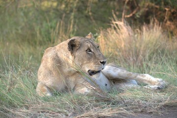 lion in the grass