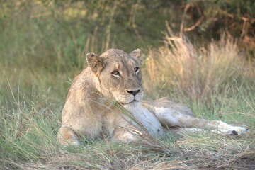 lion in the grass