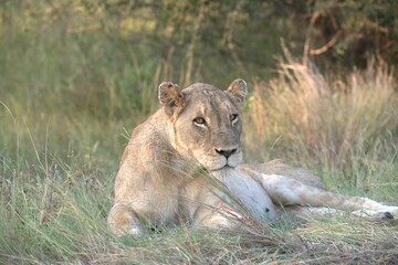 lion in the grass