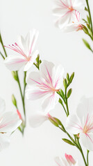 Obraz premium Seamless wedding floral pattern, delicate white and pink wallpaper texture background
