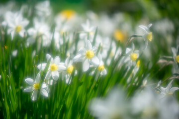 Beautiful white narcissus are blooming in a vibrant spring garden, creating a picturesque scene of...