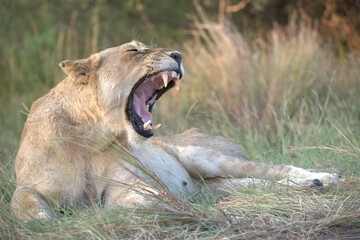 Fototapeta premium lion in the grass