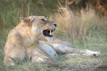 lion in the grass