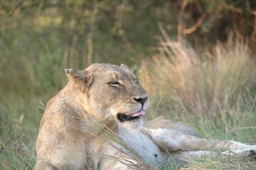 lion in the grass