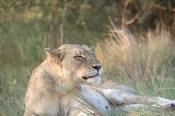 lion in the grass