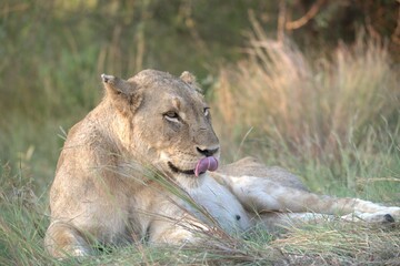 lion in the grass
