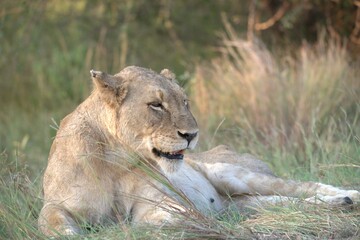lion in the grass