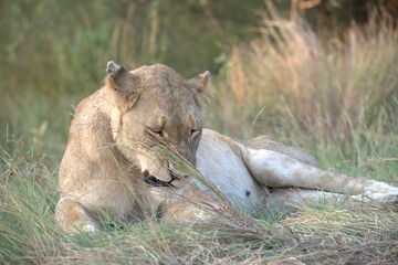 Naklejka premium lion in the grass