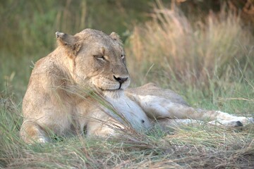 lion in the grass