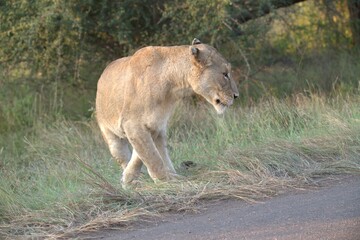 lion in the grass