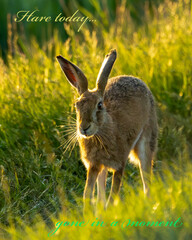 Hare today gone tomorrow. European hare running in the grass.