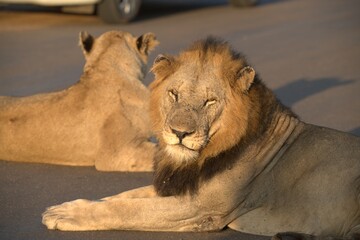 Lion on the road , Animal of africa