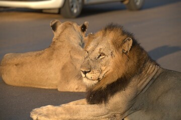 Lion on the road , Animal of africa