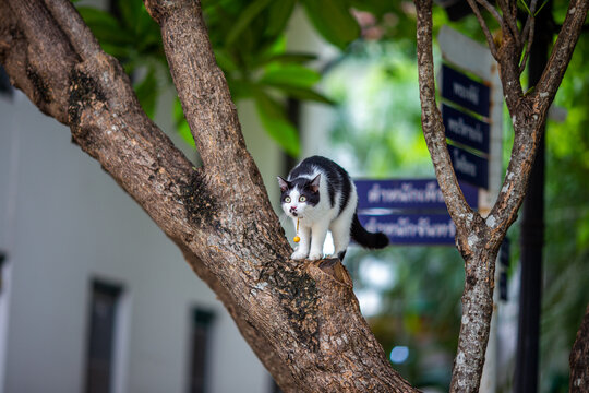 Blurred background of a fast moving pet cat running and waiting for food during the day.