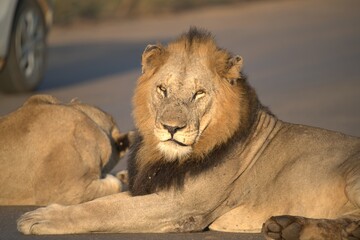 Lion on the road , Animal of africa
