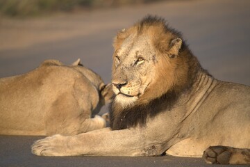 Lion on the road , Animal of africa