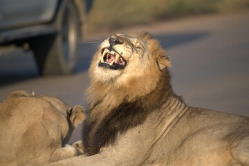 Lion on the road , Animal of africa