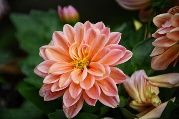 Il fiore della Dalia con i suoi petali colorati