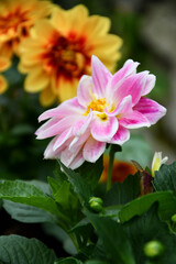 Il fiore della Dalia con i suoi petali colorati