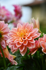 Il fiore della Dalia con i suoi petali colorati