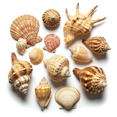 Seashell Collection on White Background