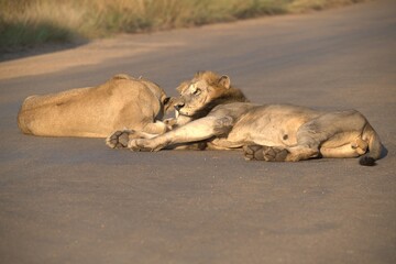 Lion on the road , Animal of africa
