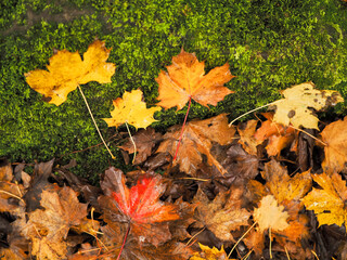 Yellow fallen leaves on rock covered with green moss in a forest park. Fall or autumn colors scenery. Nobody. Selective focus.