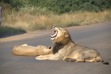 Lion on the road , Animal of africa