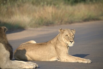 Lion on the road , Animal of africa