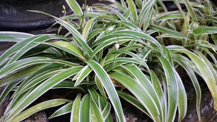 Elegant Spider Plant Houseplant with Variegated Leaves: Lush Green Foliage (Chlorophytum comosum) with White Stripes, Perfect for Eco-Friendly Botanical Concepts and Indoor Decor