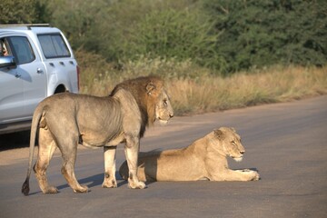 Lion on the road , Animal of africa