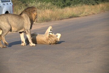 Lion on the road , Animal of africa