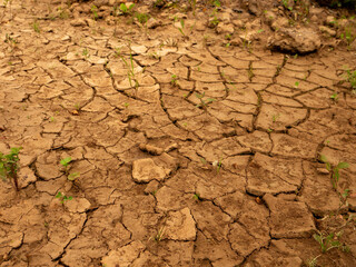 A dry, cracked, and rocky field with a few plants growing in the cracks. Concept of desolation and...
