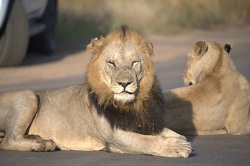 Lion on the road , Animal of africa