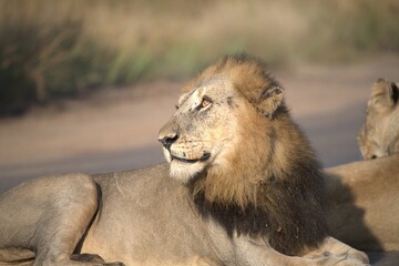 Lion on the road , Animal of africa