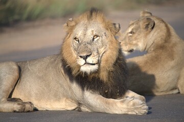 Lion on the road , Animal of africa