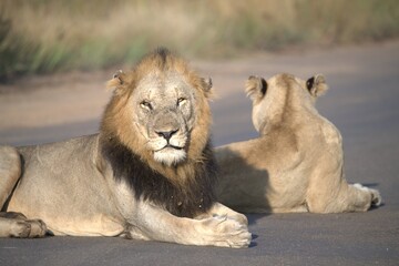 Lion on the road , Animal of africa