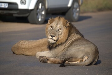 Lion on the road , Animal of africa