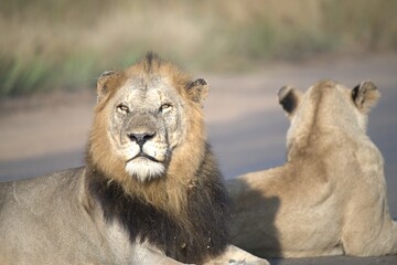 Lion on the road , Animal of africa