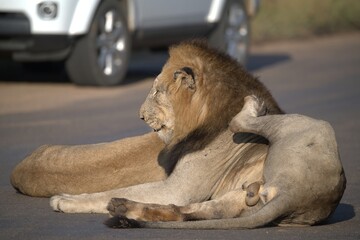 Lion on the road , Animal of africa