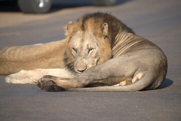 Lion on the road , Animal of africa