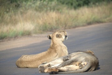 Lion on the road , Animal of africa